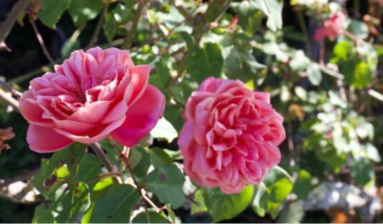 Le Gite Entre Val Et Rose Провен Екстериор снимка